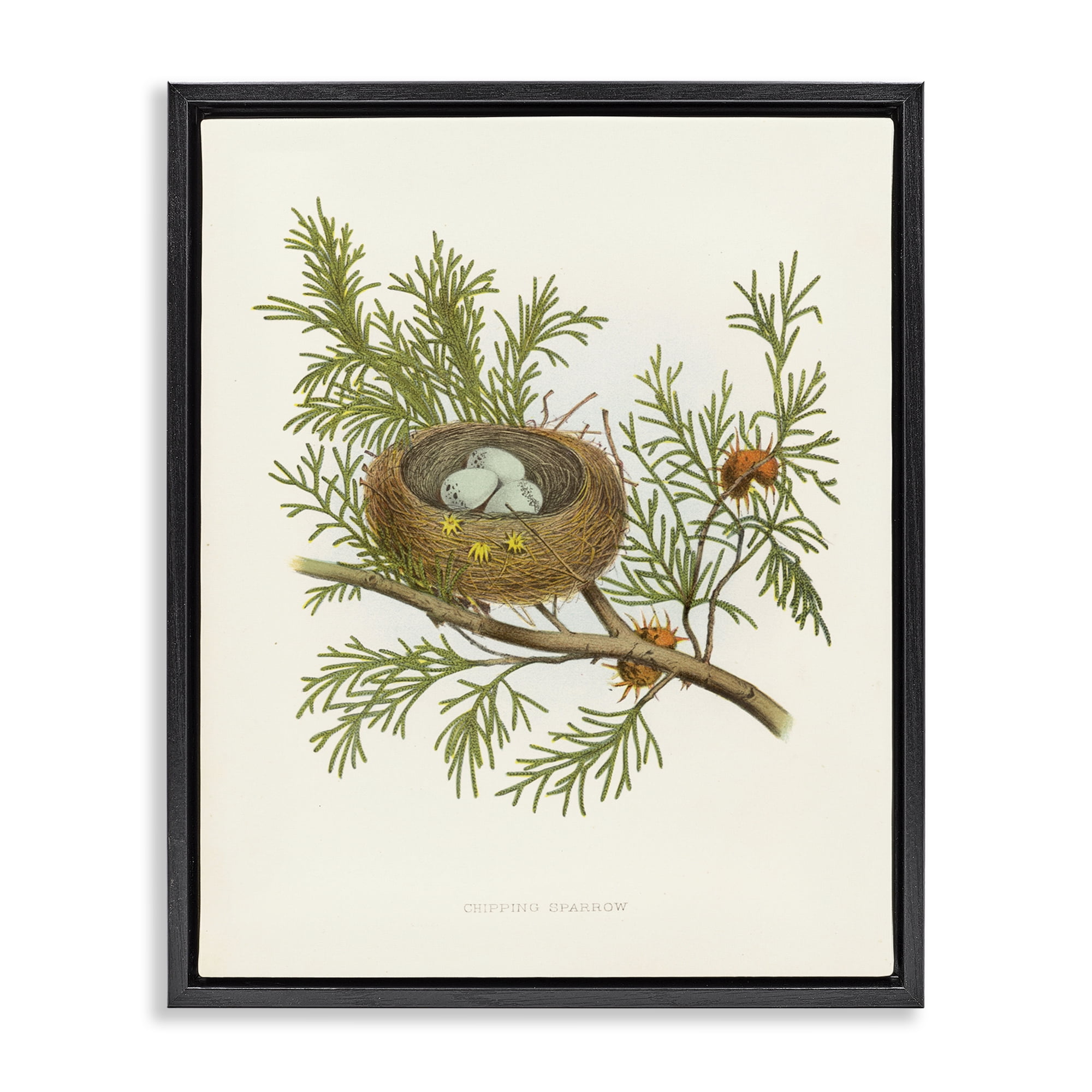 Stupell Industries Forest Bird Nest on Branch Plants & Flowers Painting Black Floater Framed Canvas Art Print Wall Art, 17 x 21