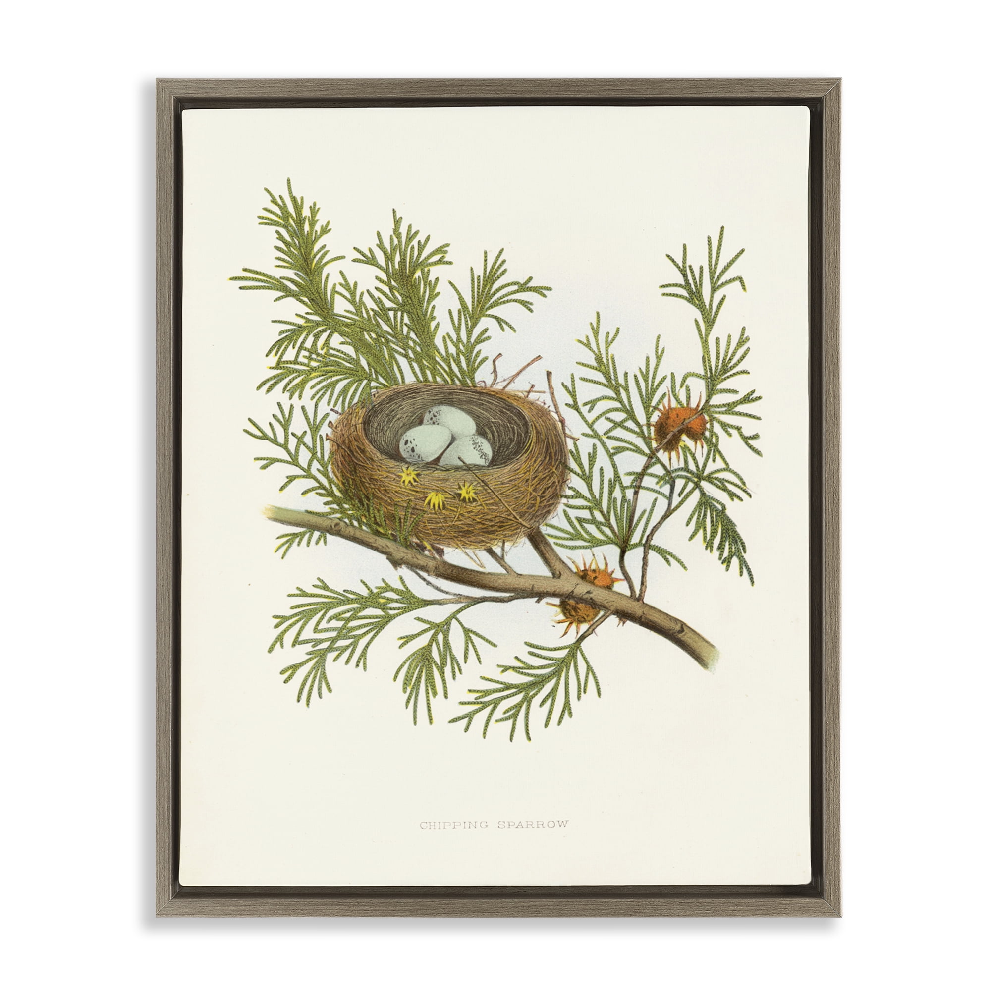 Stupell Industries Forest Bird Nest on Branch Plants & Flowers Painting Brown Floater Framed Canvas Art Print Wall Art, 25 x 31