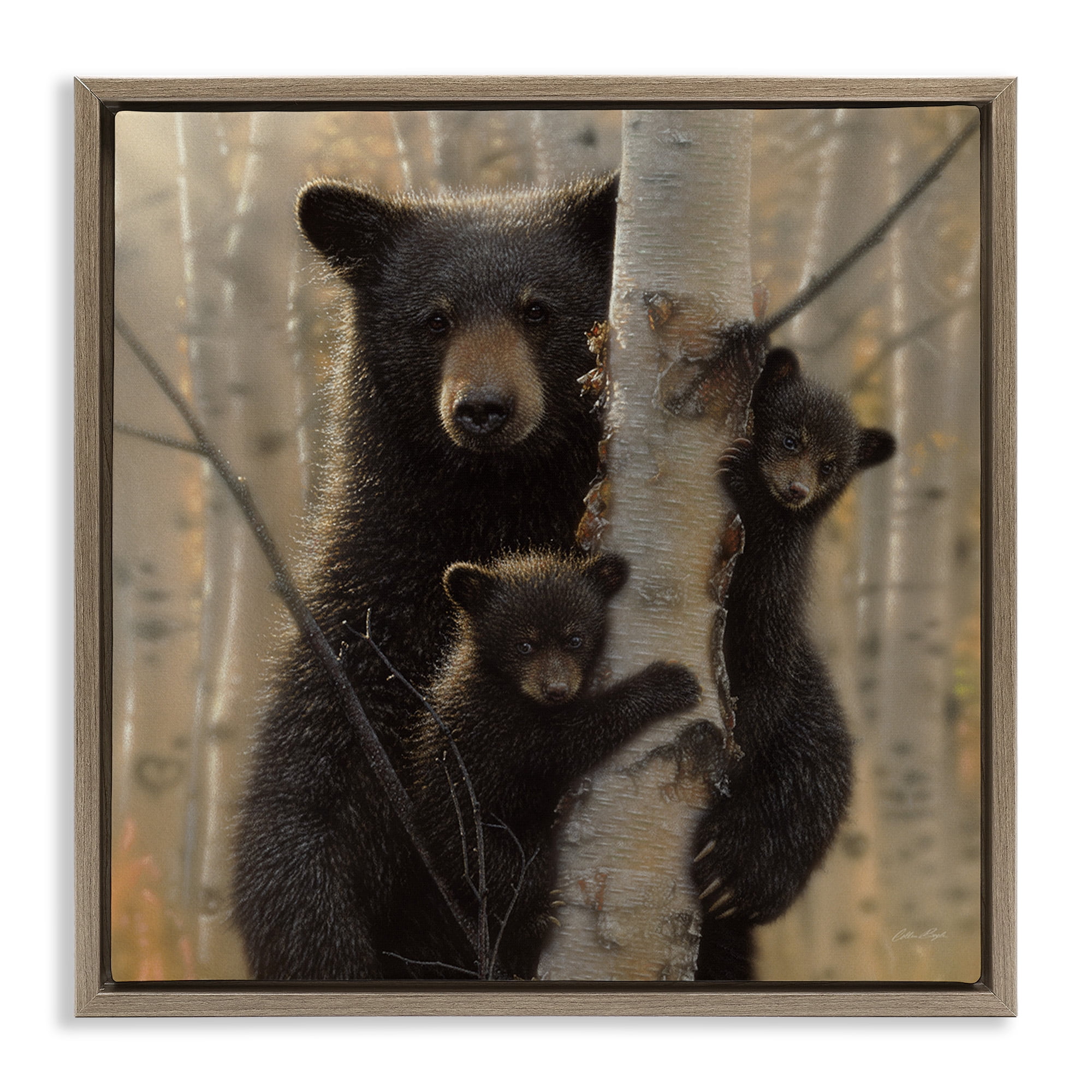 Stupell Industries Forest Black Bear and Cubs Animals & Insects Photography Brown Floater Framed Canvas Art Print Wall Art, 25 x 25