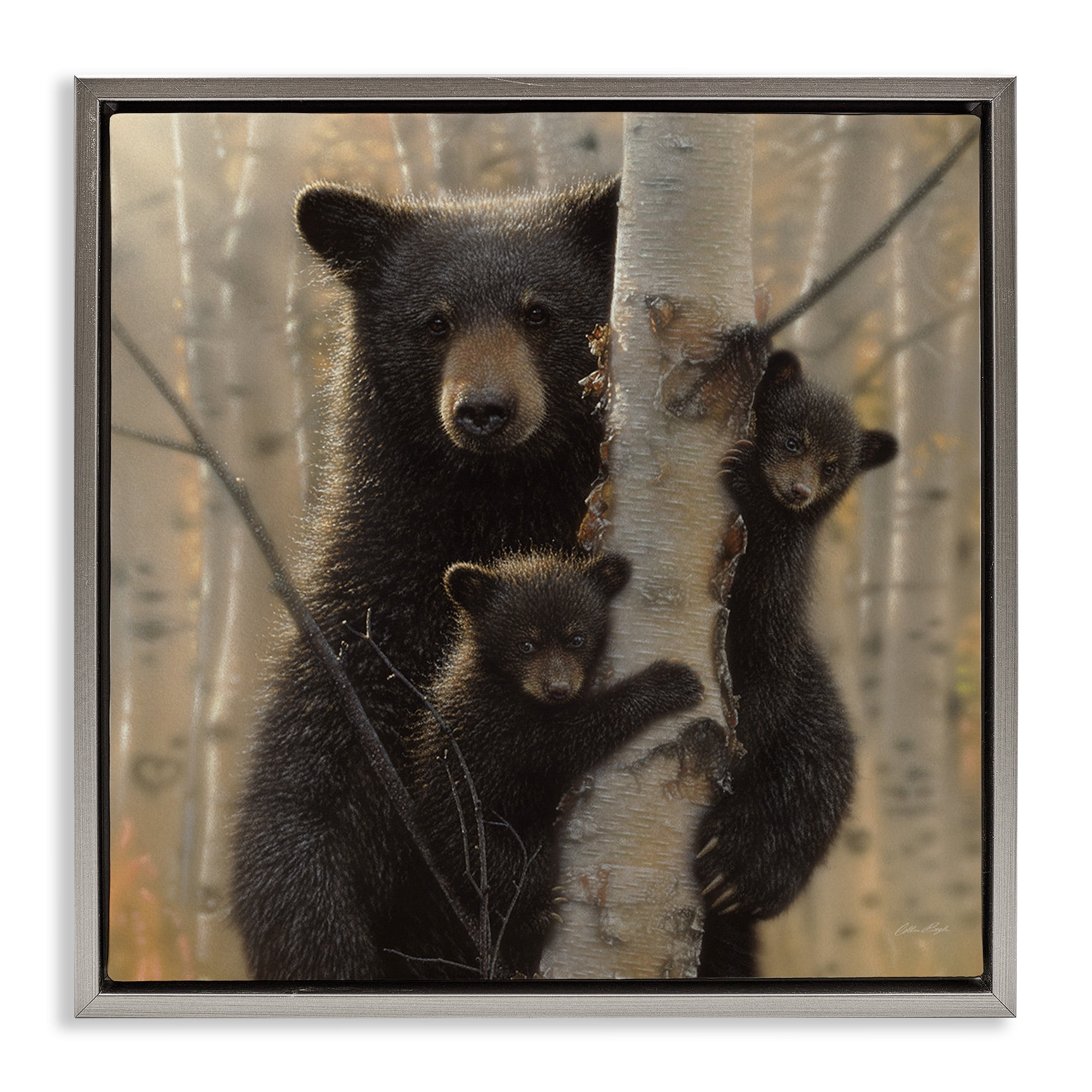 Stupell Industries Forest Black Bear and Cubs Animals & Insects Photography Gray Floater Framed Canvas Art Print Wall Art, 18 x 18