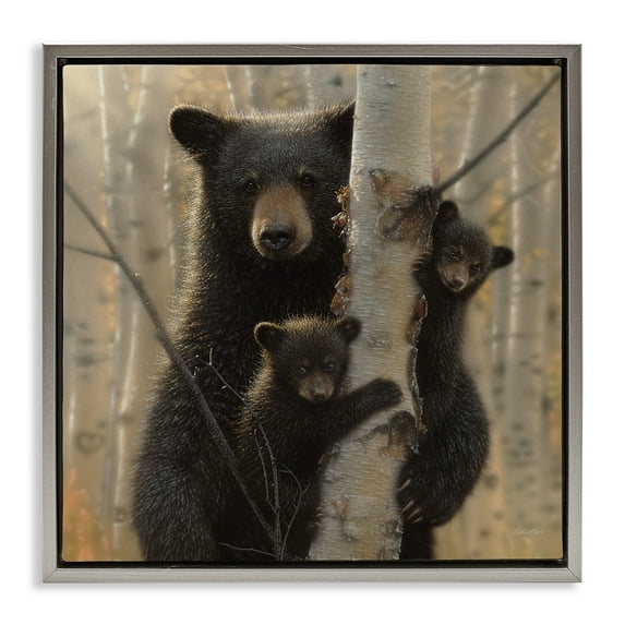 Stupell Industries Forest Black Bear and Cubs Animals & Insects Photography Gray Floater Framed Canvas Art Print Wall Art, 25 x 25