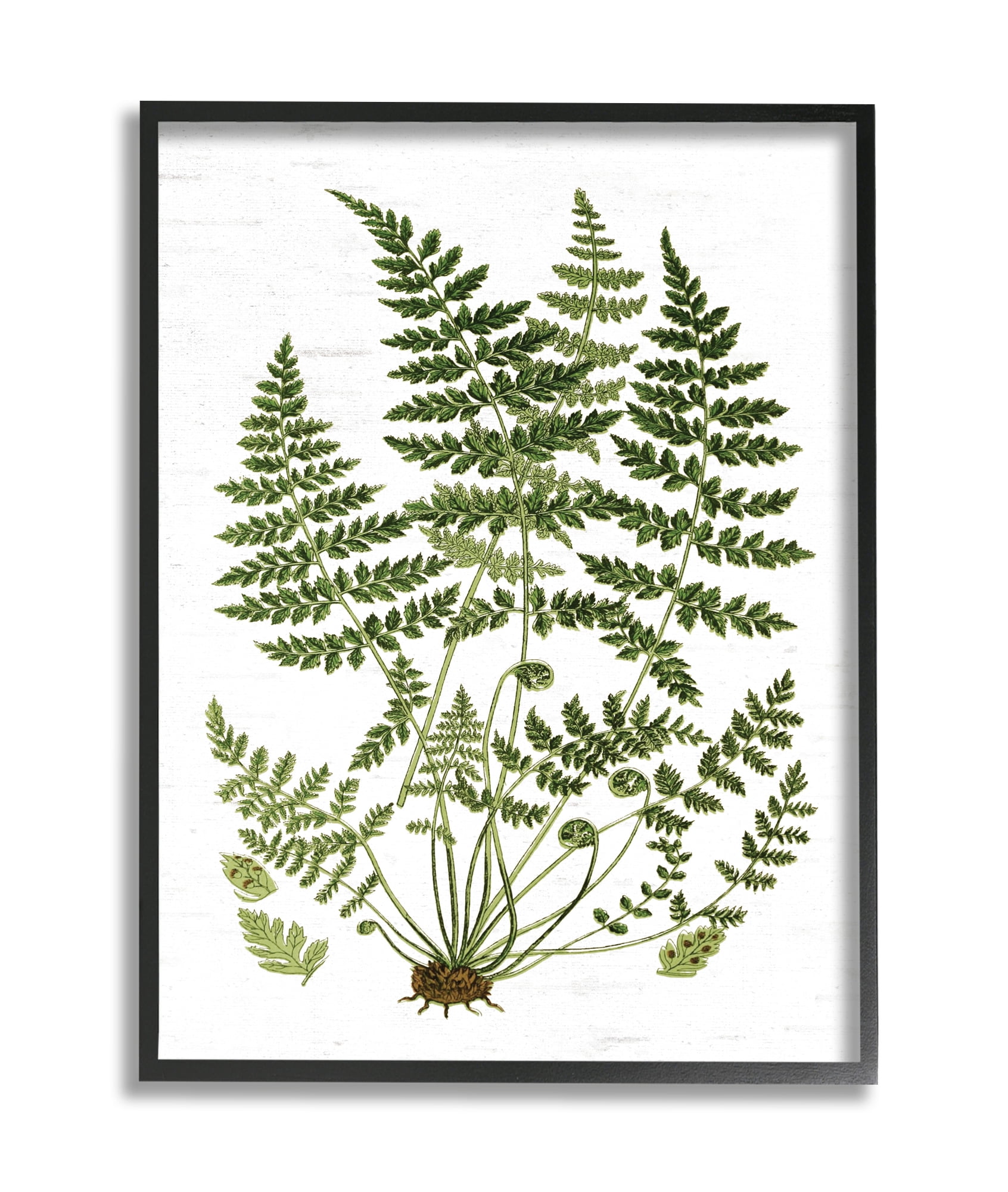 Stupell Industries Forest Botanicals Charming White Willow Greenery Black Framed, 11 x 14, Design by Lettered and Lined