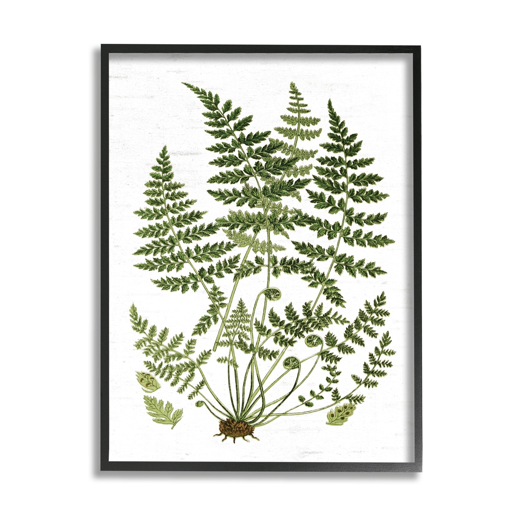 Stupell Industries Forest Botanicals Charming White Willow Greenery Black Framed, 16 x 20, Design by Lettered and Lined