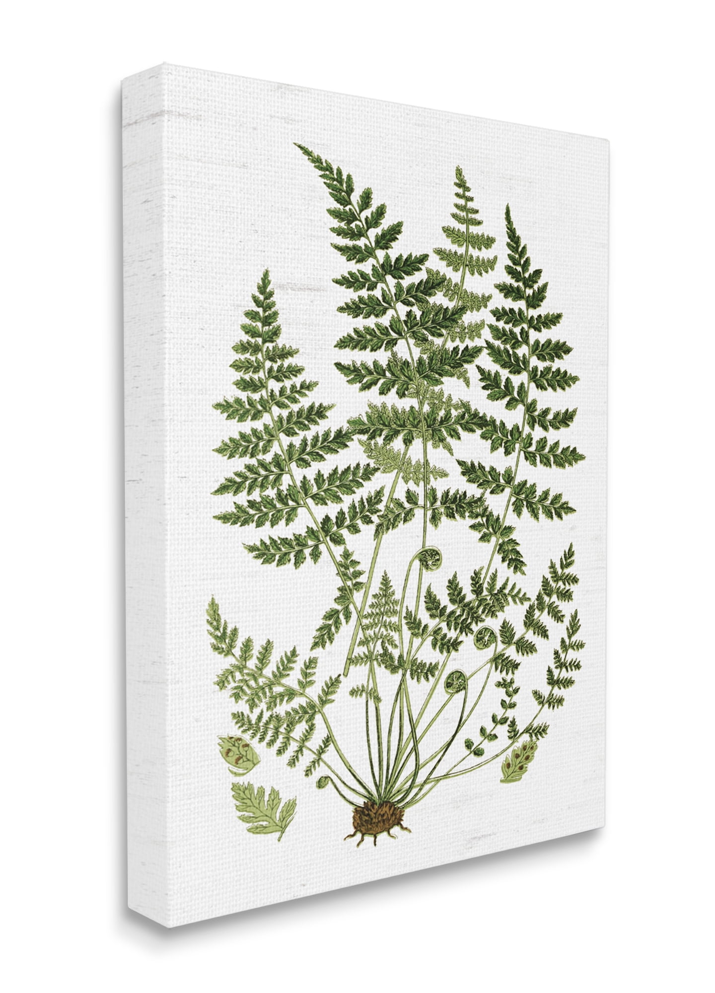 Stupell Industries Forest Botanicals Charming White Willow Greenery Canvas Wall Art, 36 x 48, Design by Lettered and Lined