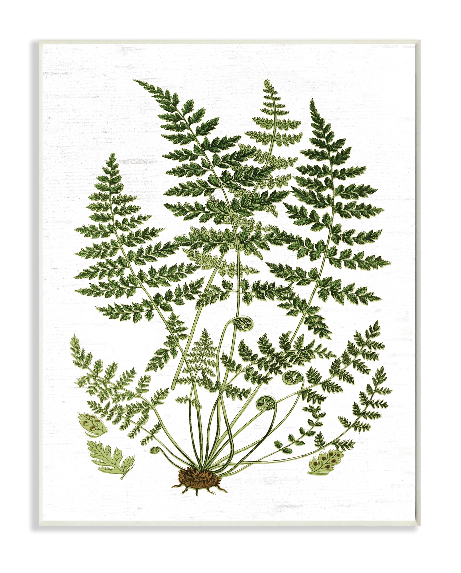 Stupell Industries Forest Botanicals Charming White Willow Greenery Wall Plaque, 10 x 15, Design by Lettered and Lined