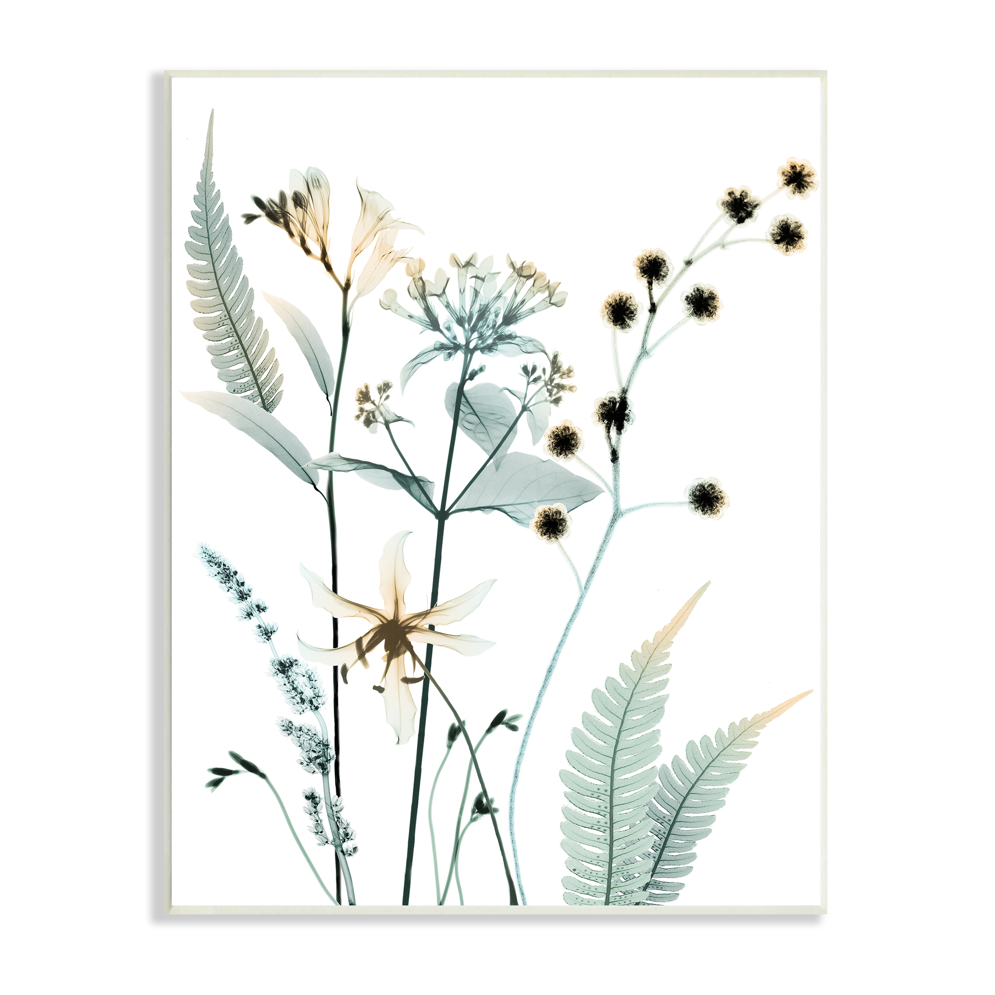 Stupell Industries Forest Garden Botanicals Translucent Plant Botanical & Floral Photography Unframed Art Print Wall Art, 10 x 15