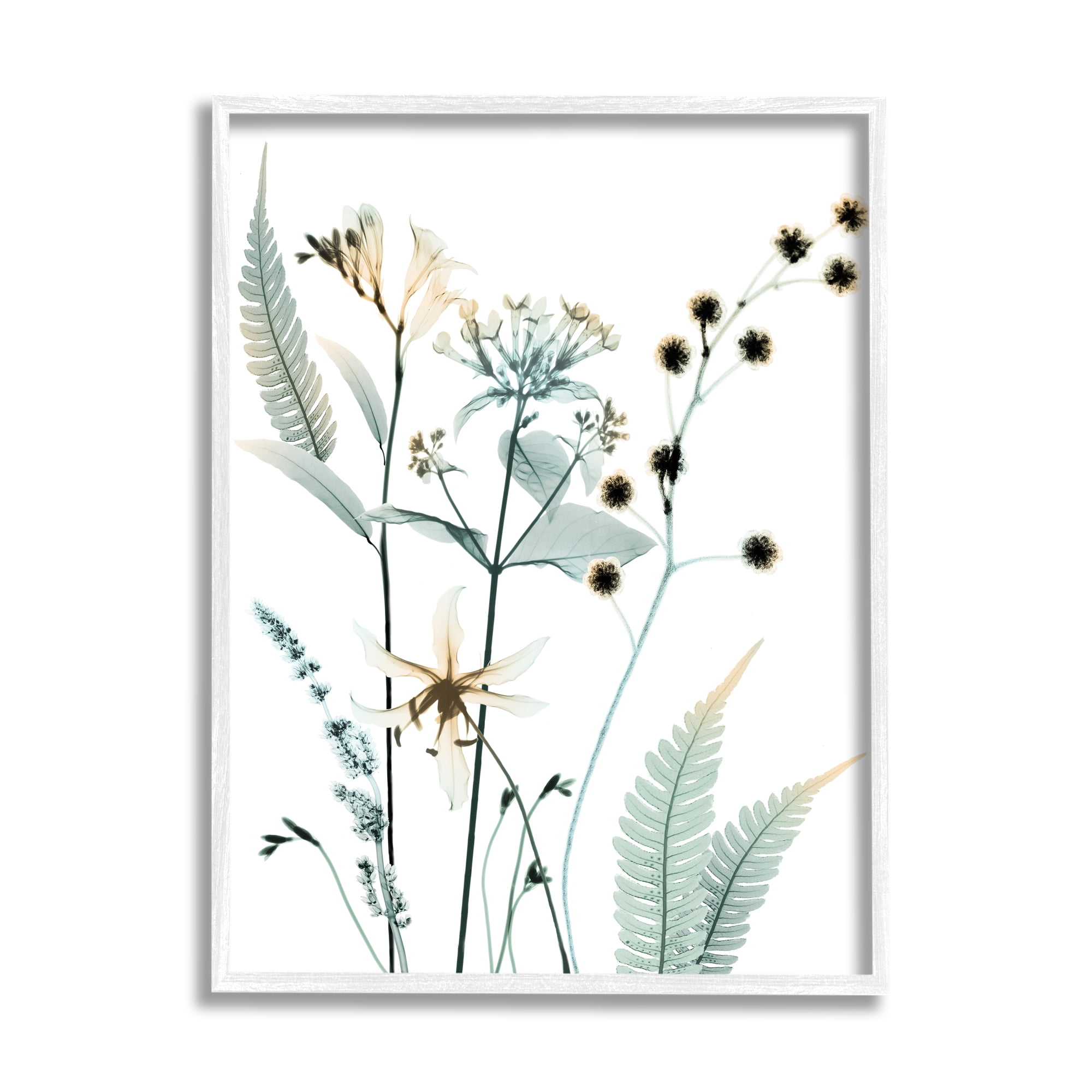 Stupell Industries Forest Garden Botanicals Translucent Plant Photography, 24 x 30, Design by Albert Koetsier