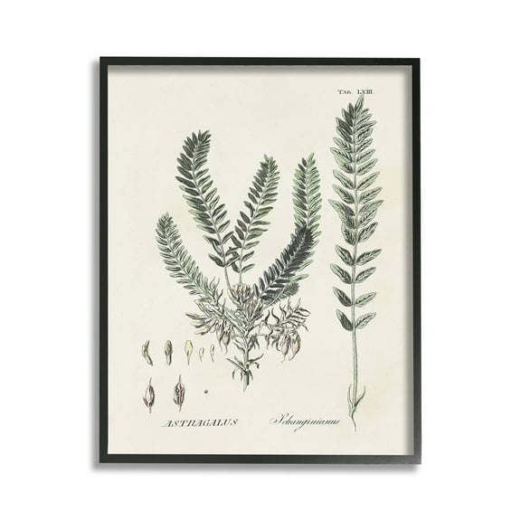 Stupell Industries Forest Leaves Diagram Botanical & Floral Painting Black Framed Art Print Wall Art, 11 x 14