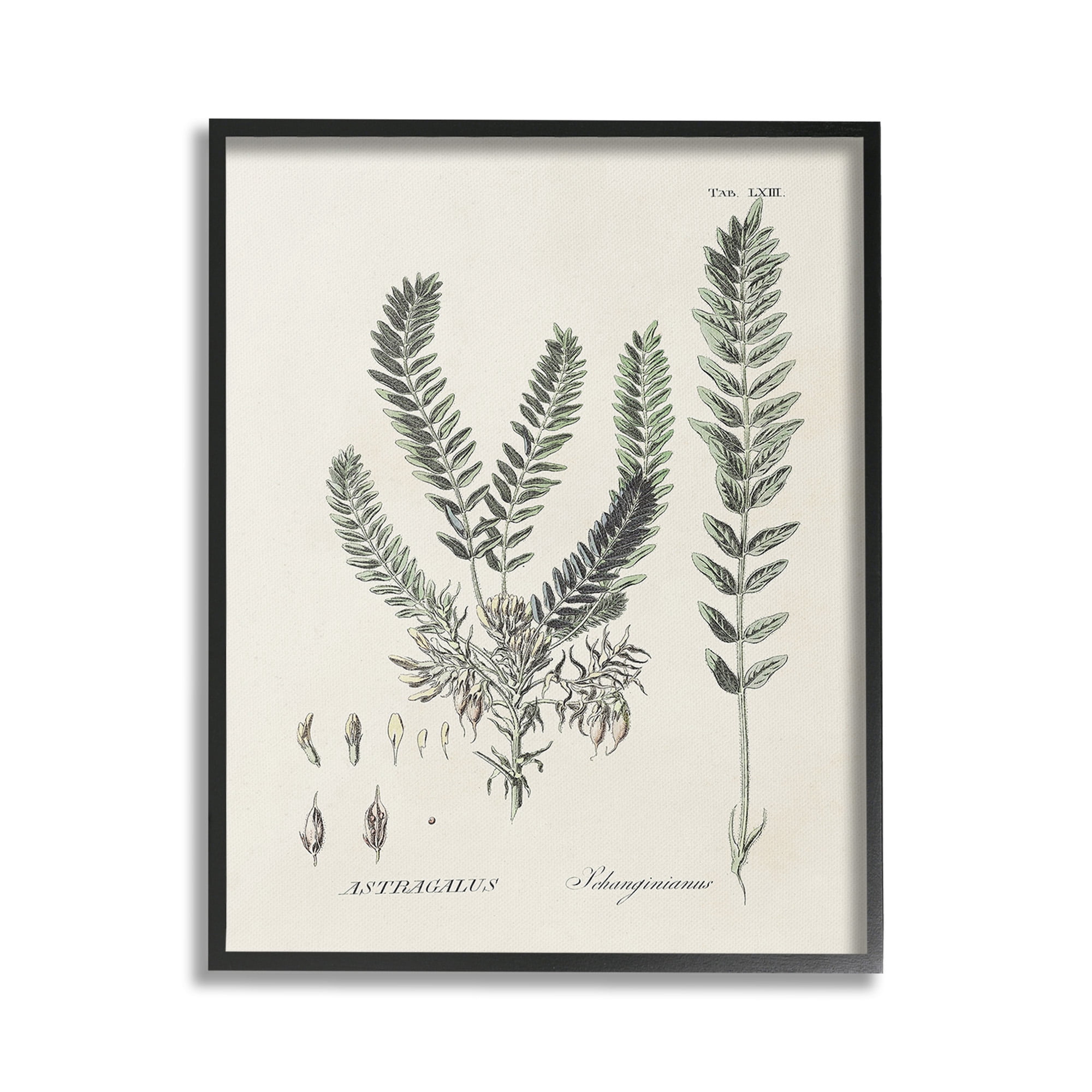 Stupell Industries Forest Leaves Diagram Botanical & Floral Painting Black Framed Art Print Wall Art, 24 x 30