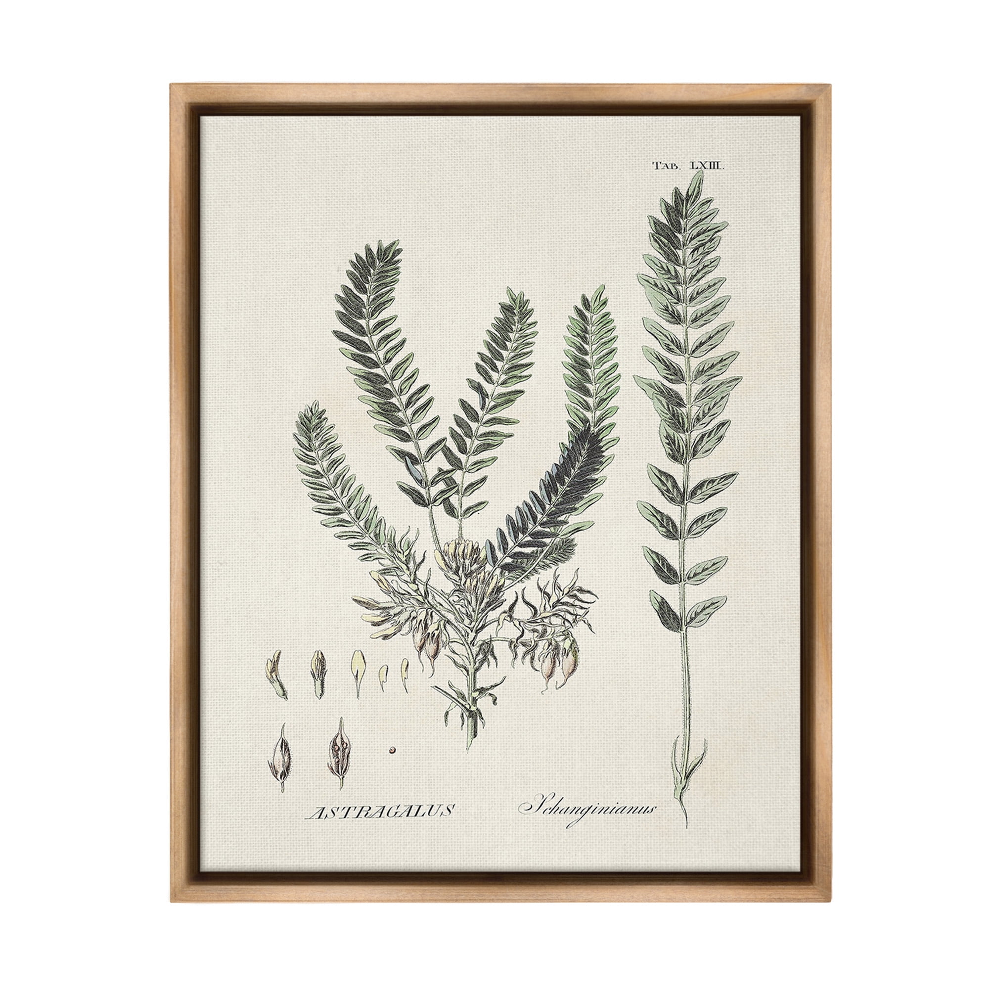 Stupell Industries Forest Leaves Diagram Botanical & Floral Painting Brown Floater Framed Canvas Art Print Wall Art, 17 x 21
