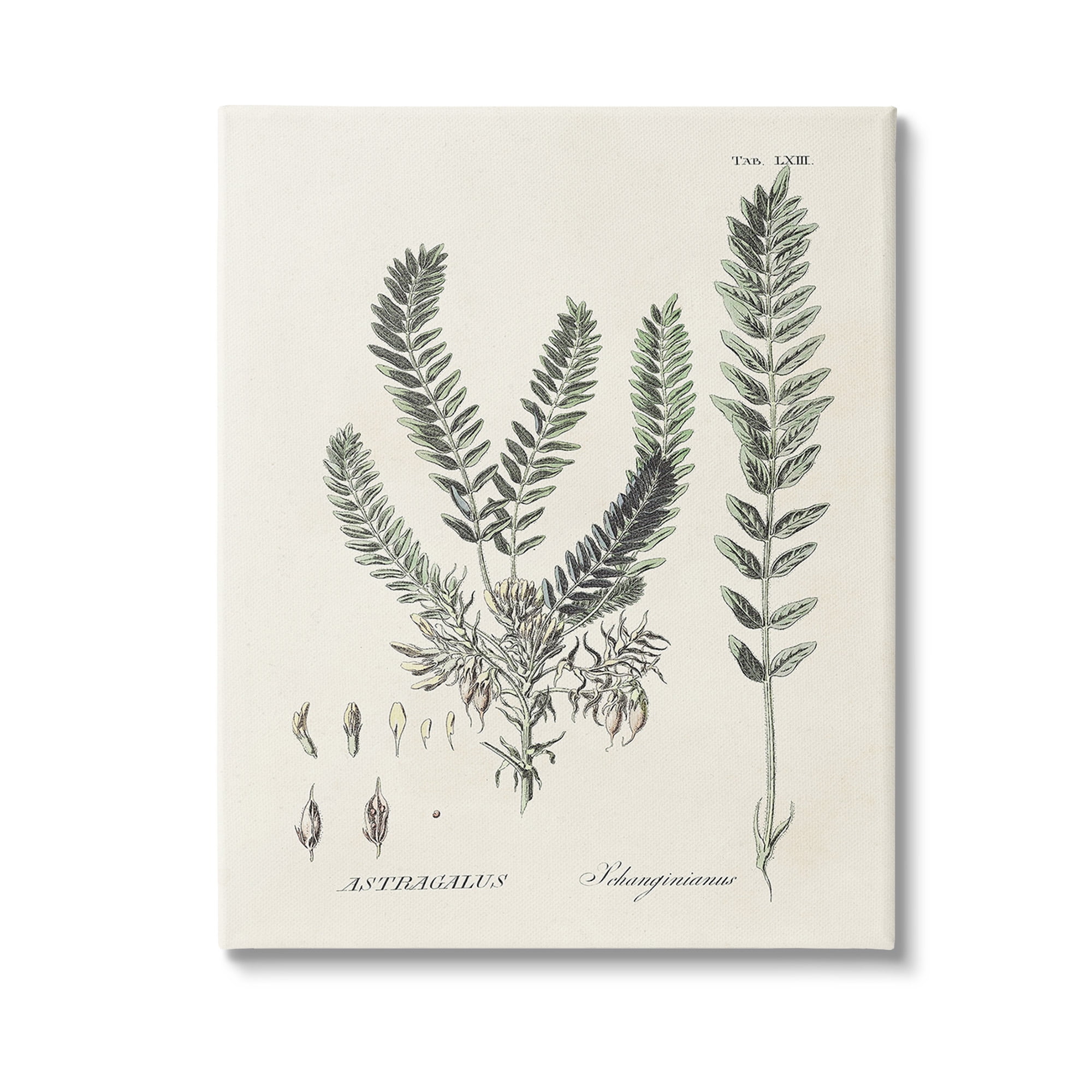 Stupell Industries Forest Leaves Diagram Botanical & Floral Painting Gallery Wrapped Canvas Art Print Wall Art, 24 x 30