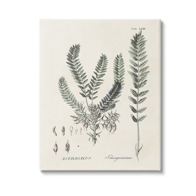 Stupell Industries Forest Leaves Diagram Botanical & Floral Painting