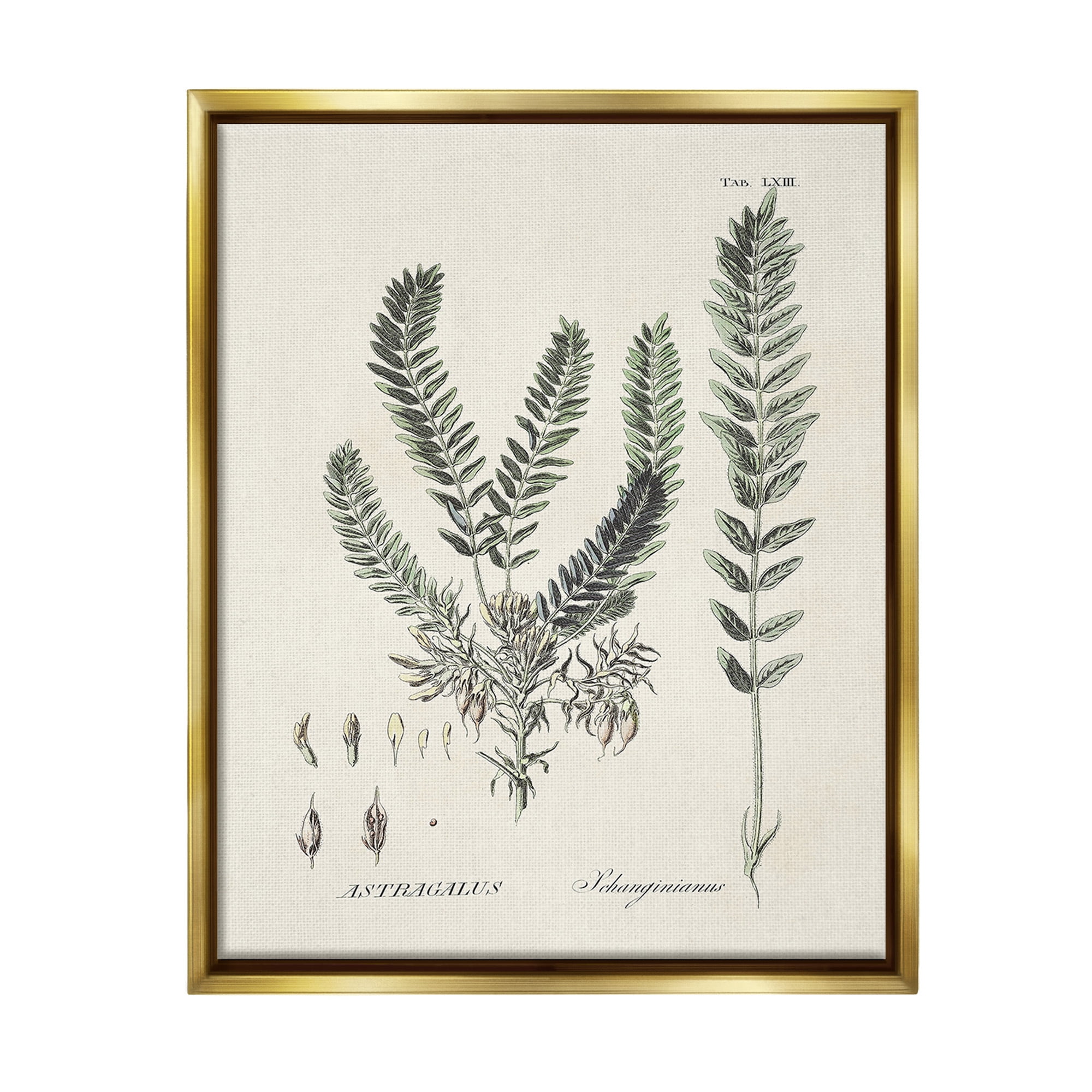 Stupell Industries Forest Leaves Diagram Botanical & Floral Painting Gold Floater Framed Canvas Art Print Wall Art, 25 x 31