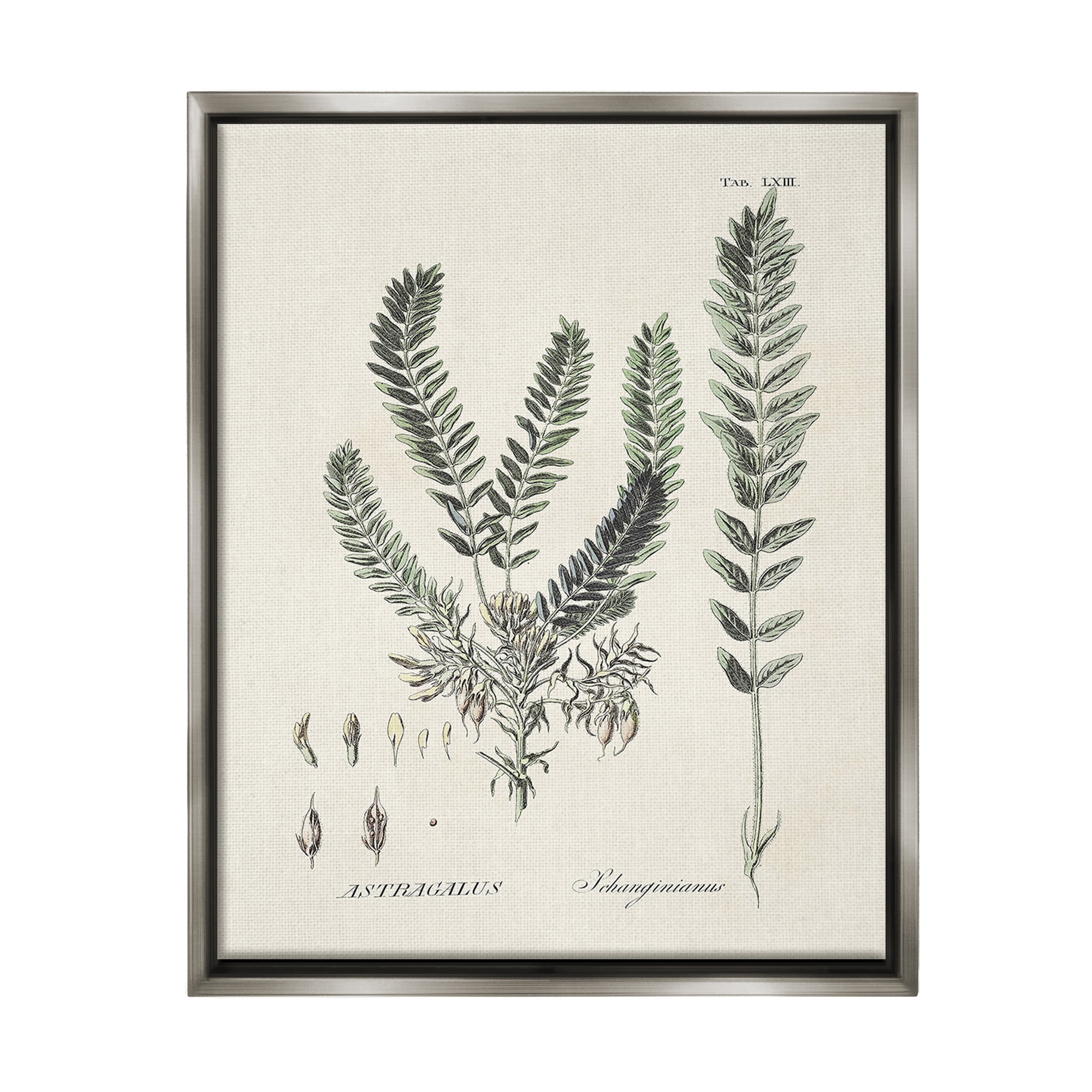Stupell Industries Forest Leaves Diagram Botanical & Floral Painting Gray Floater Framed Canvas Art Print Wall Art, 25 x 31