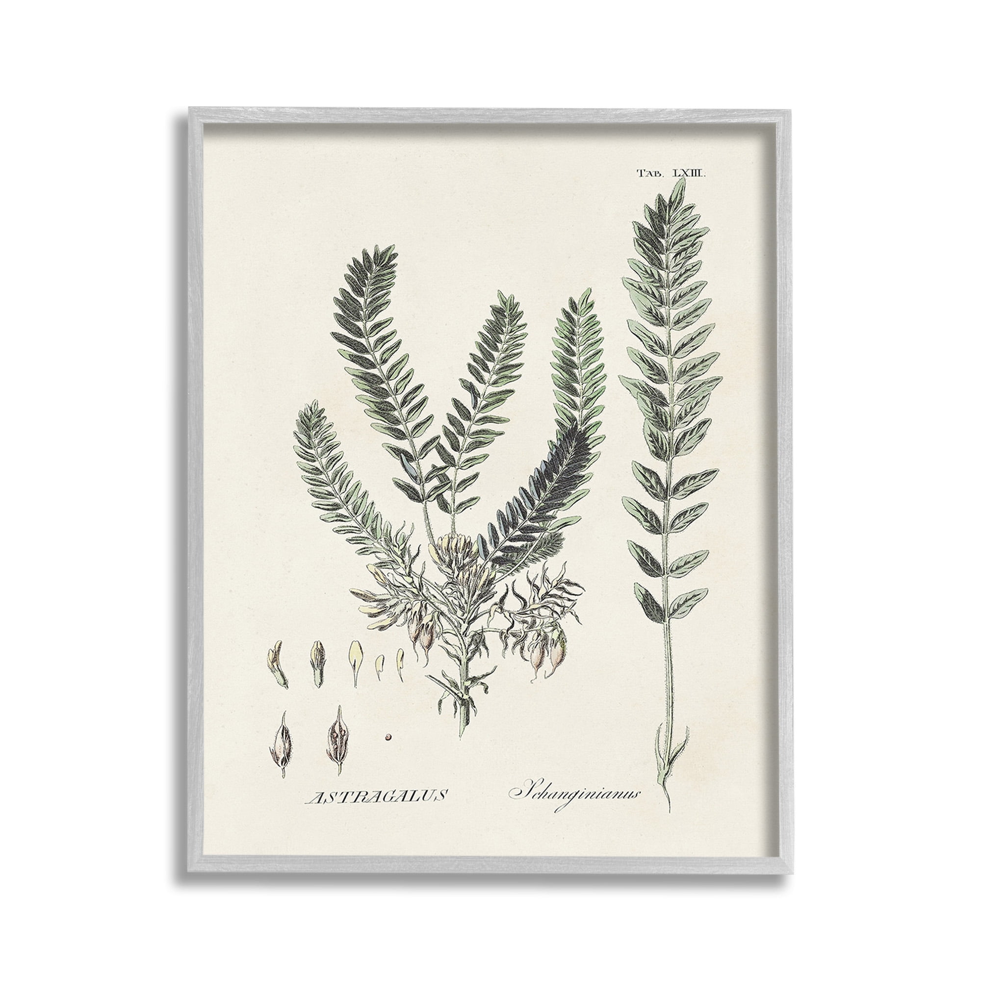 Stupell Industries Forest Leaves Diagram Botanical & Floral Painting Gray Framed Art Print Wall Art, 11 x 14