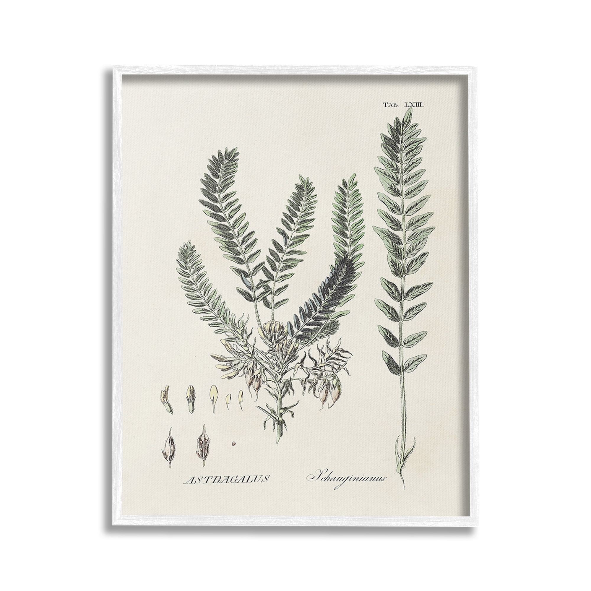 Stupell Industries Forest Leaves Diagram Botanical & Floral Painting White Framed Art Print Wall Art, 24 x 30