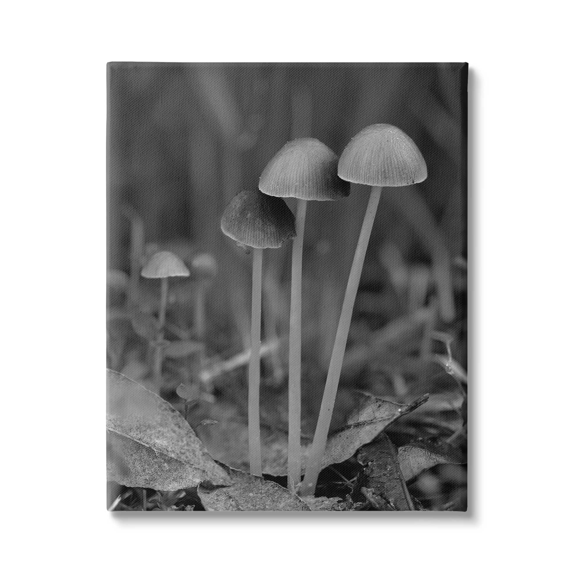 Stupell Industries Forest Mushroom Photography Botanical & Floral Photography Gallery Wrapped Canvas Art Print Wall Art, 16 x 20