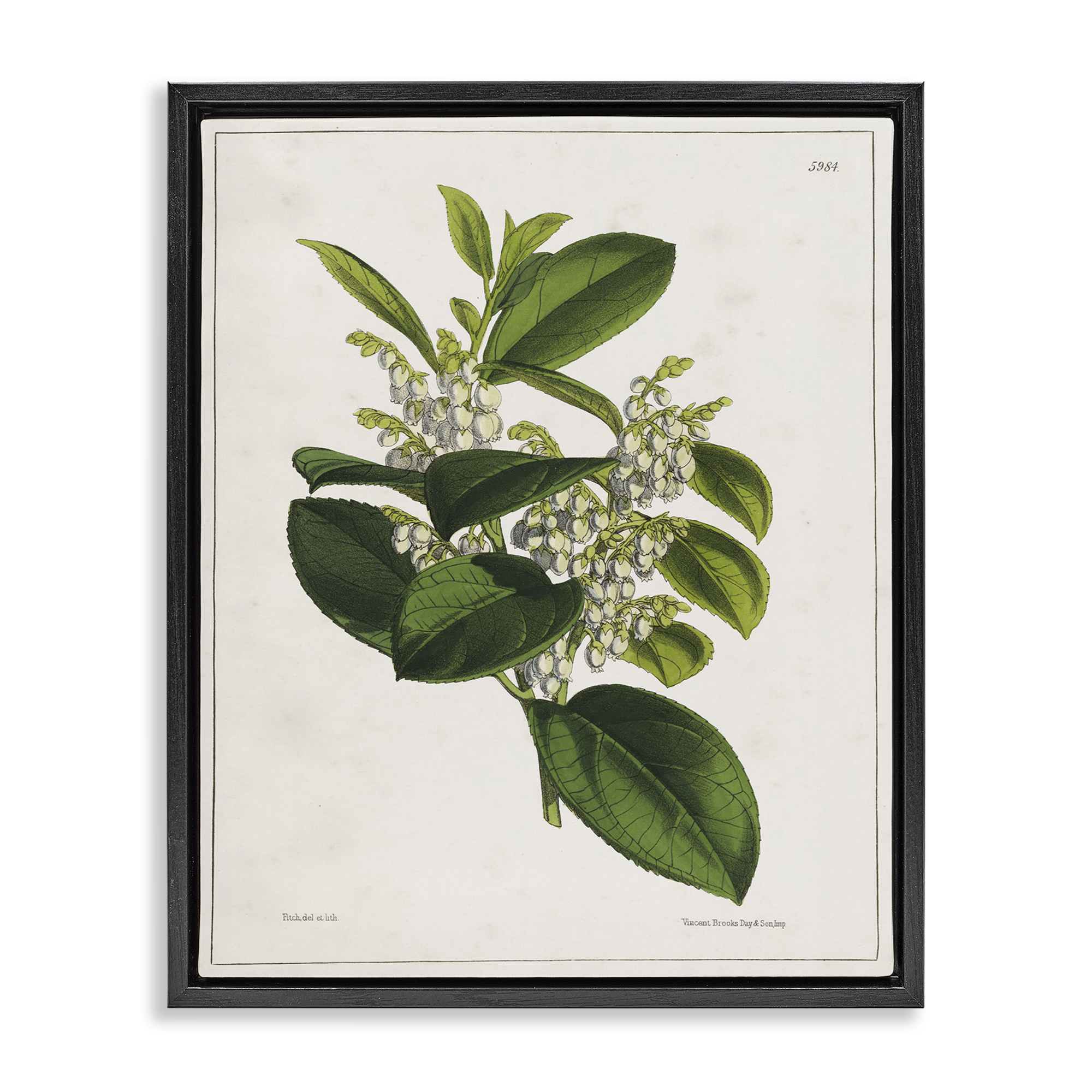Stupell Industries Forest Nature Botanical Plants & Flowers Painting Black Floater Framed Canvas Art Print Wall Art, 17 x 21