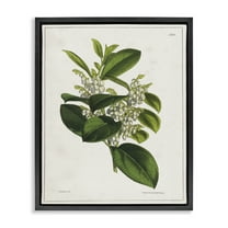 Stupell Industries Forest Nature Botanical Plants & Flowers Painting Black Floater Framed Canvas Art Print Wall Art, 17 x 21