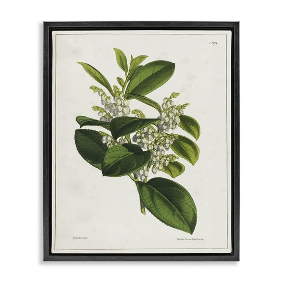 Stupell Industries Forest Nature Botanical Plants & Flowers Painting Black Floater Framed Canvas Art Print Wall Art, 17 x 21