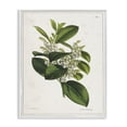 thumbnail image 1 of Stupell Industries Forest Nature Botanical Plants & Flowers Painting White Framed Art Print Wall Art, 16 x 20, 1 of 2