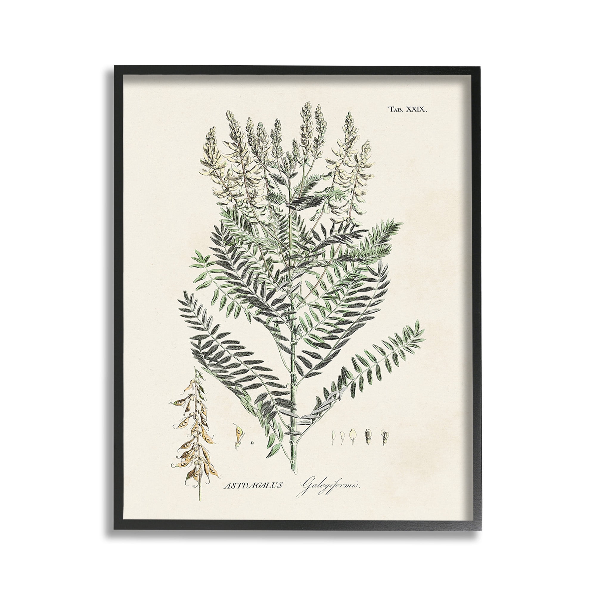 Stupell Industries Forest Plant Study Botanical & Floral Painting Black Framed Art Print Wall Art, 11 x 14