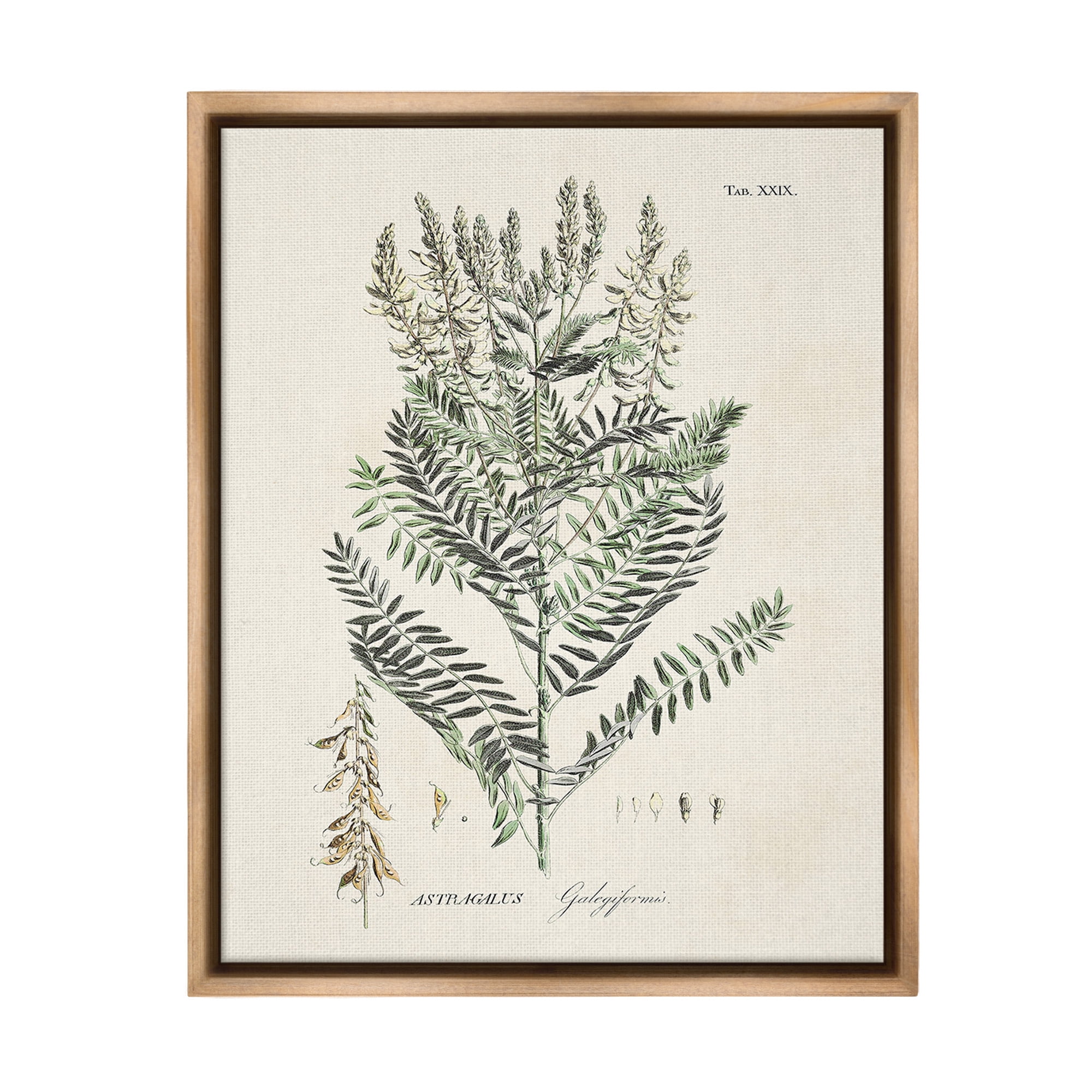 Stupell Industries Forest Plant Study Botanical & Floral Painting Brown Floater Framed Canvas Art Print Wall Art, 17 x 21