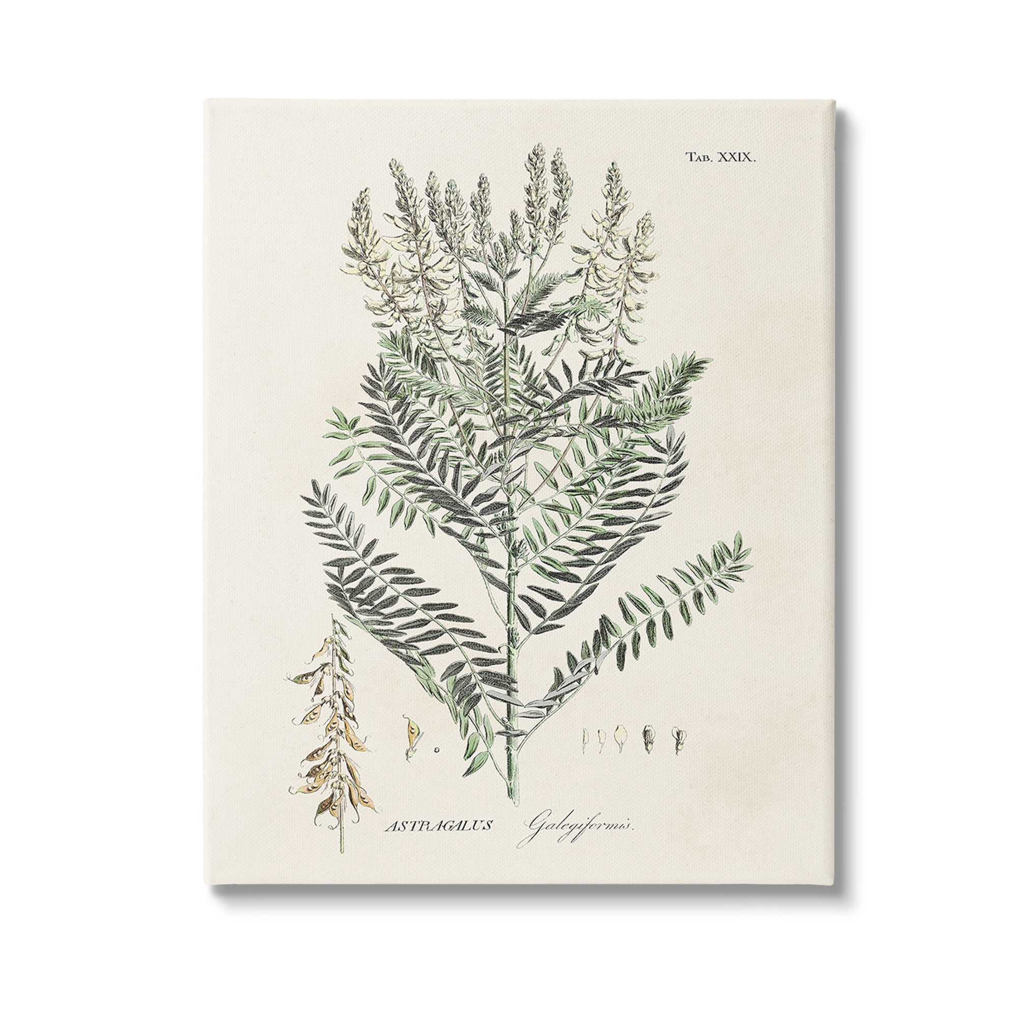 Stupell Industries Forest Plant Study Botanical & Floral Painting Gallery Wrapped Canvas Art Print Wall Art, 16 x 20