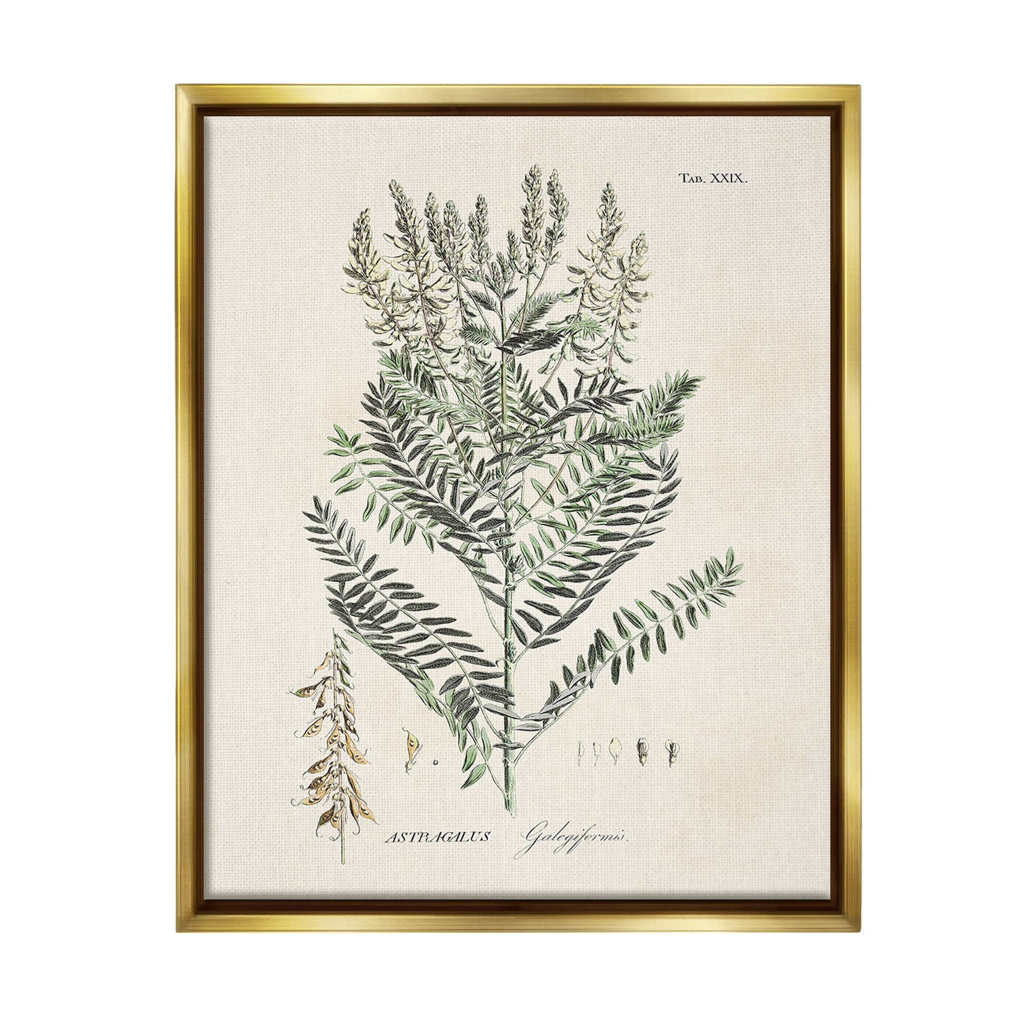 Stupell Industries Forest Plant Study Botanical & Floral Painting Gold Floater Framed Canvas Art Print Wall Art, 17 x 21