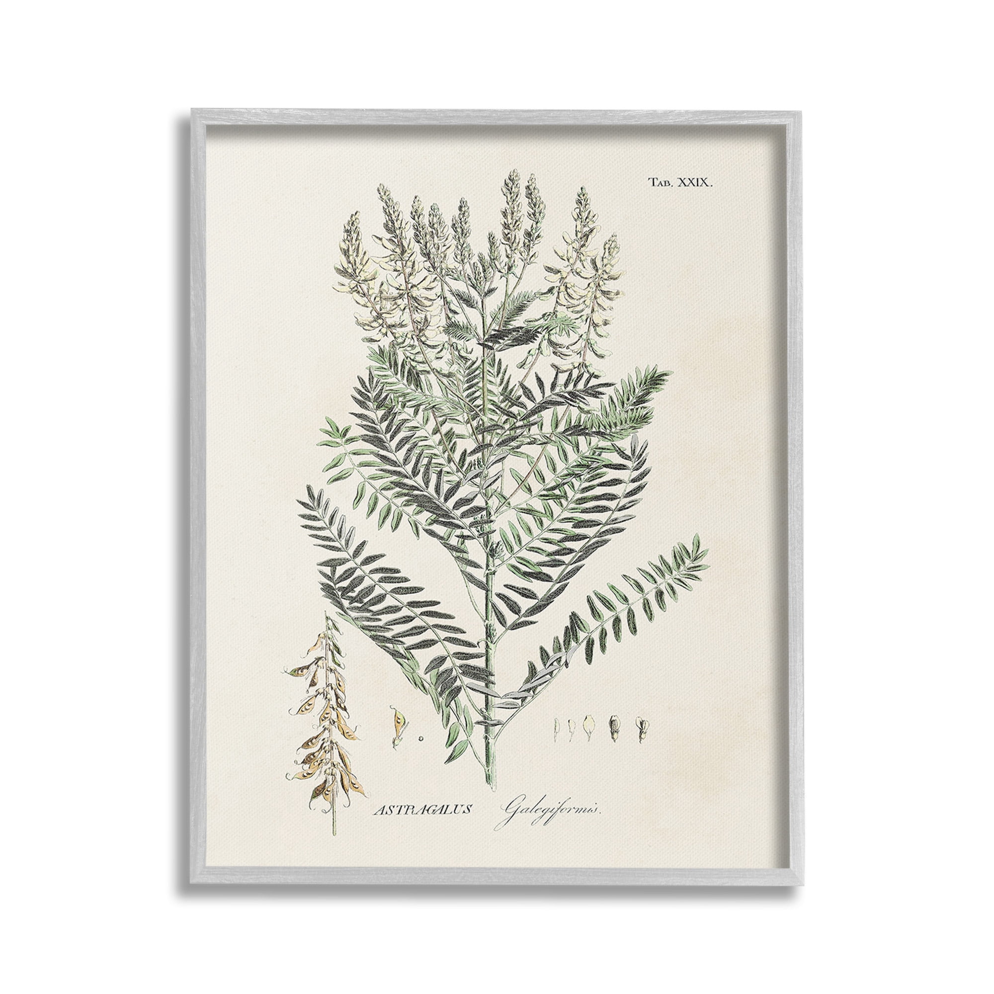 Stupell Industries Forest Plant Study Botanical & Floral Painting Gray Framed Art Print Wall Art, 16 x 20