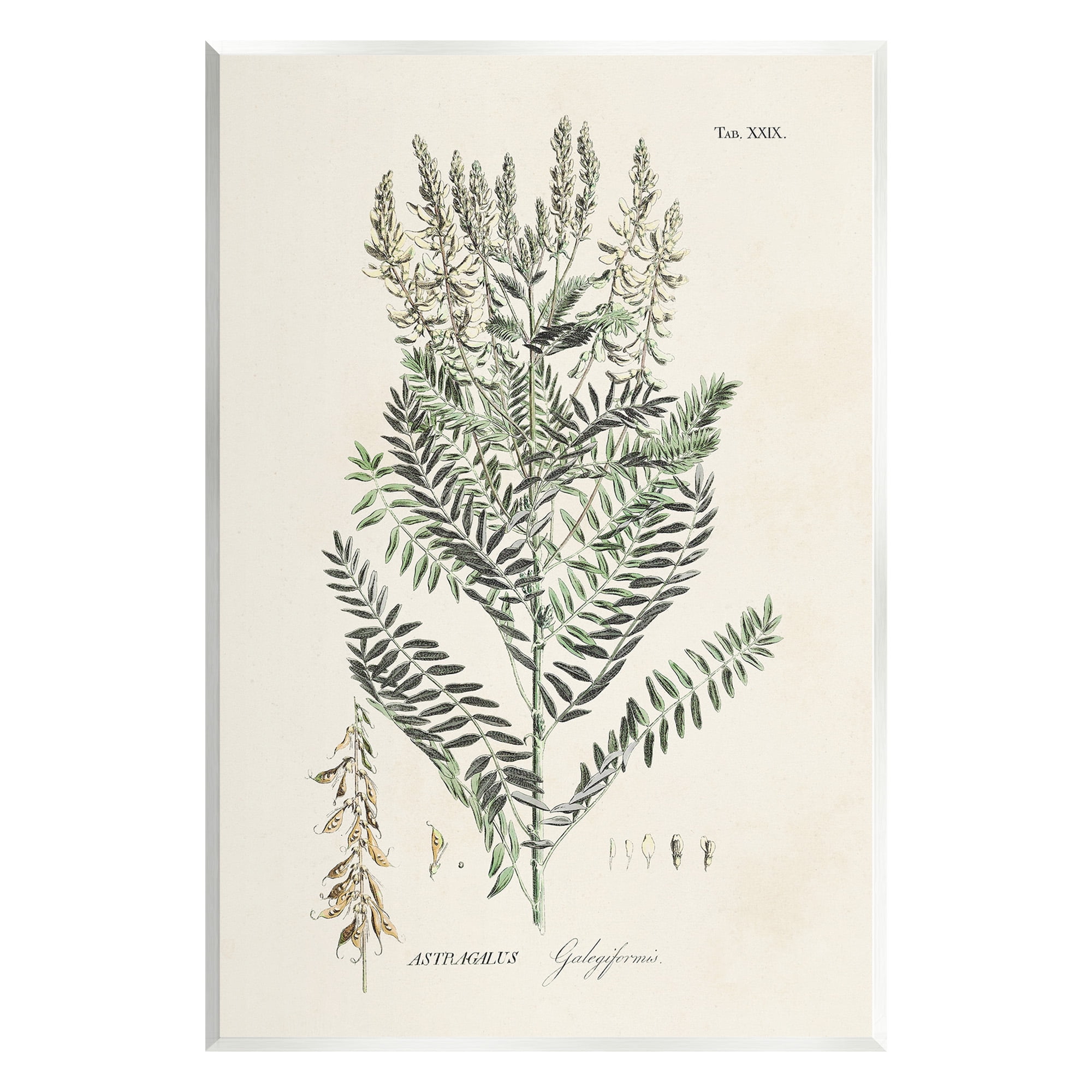 Botanical Study Green and Beige MDF Wood Wall Art, 10 x 15