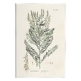thumbnail image 1 of Stupell Industries Forest Plant Study Botanical & Floral Painting Unframed Art Print Wall Art, 13 x 19, 1 of 7