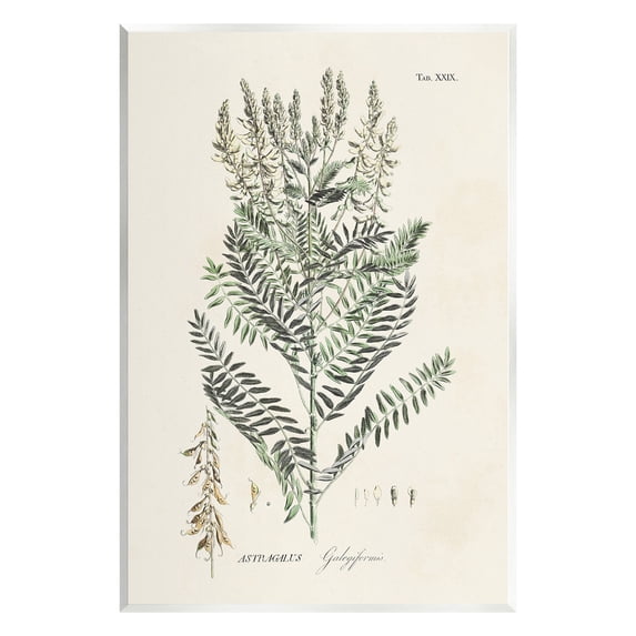 Stupell Industries Forest Plant Study Botanical & Floral Painting Unframed Art Print Wall Art, 13 x 19