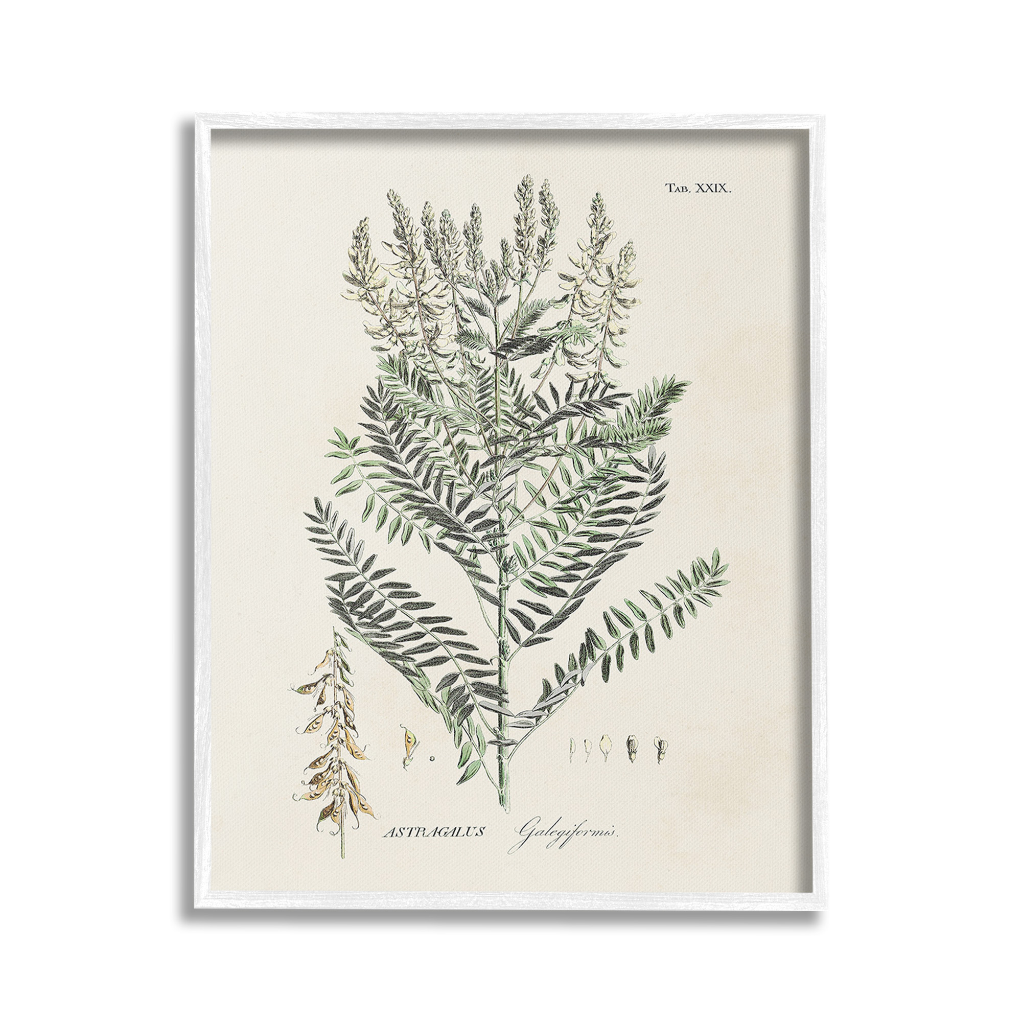 Stupell Industries Forest Plant Study Botanical & Floral Painting White Framed Art Print Wall Art, 16 x 20