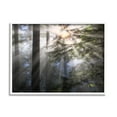 thumbnail image 1 of Stupell Industries Forest Sun Rays Nature Scenery Landscape Photography White Framed Art Print Wall Art, 1 of 5