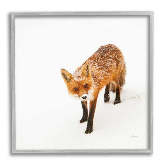 Stupell Industries Fox Stepping Snowy Landscape Animals & Insects Photography Gray Framed Art Print Wall Art, 24 x 24