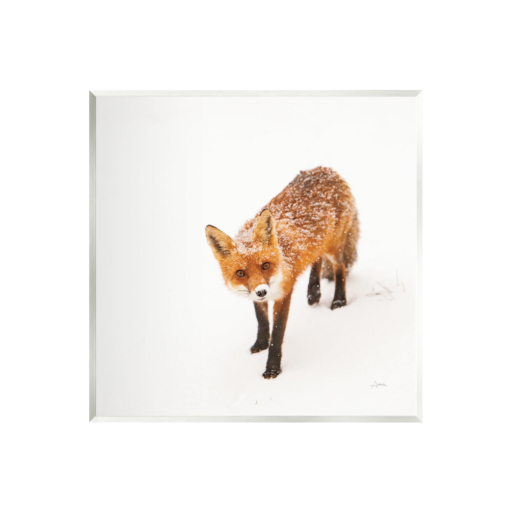 Stupell Industries Fox Stepping Snowy Landscape Animals & Insects Photography Unframed Art Print Wall Art, 12 x 12
