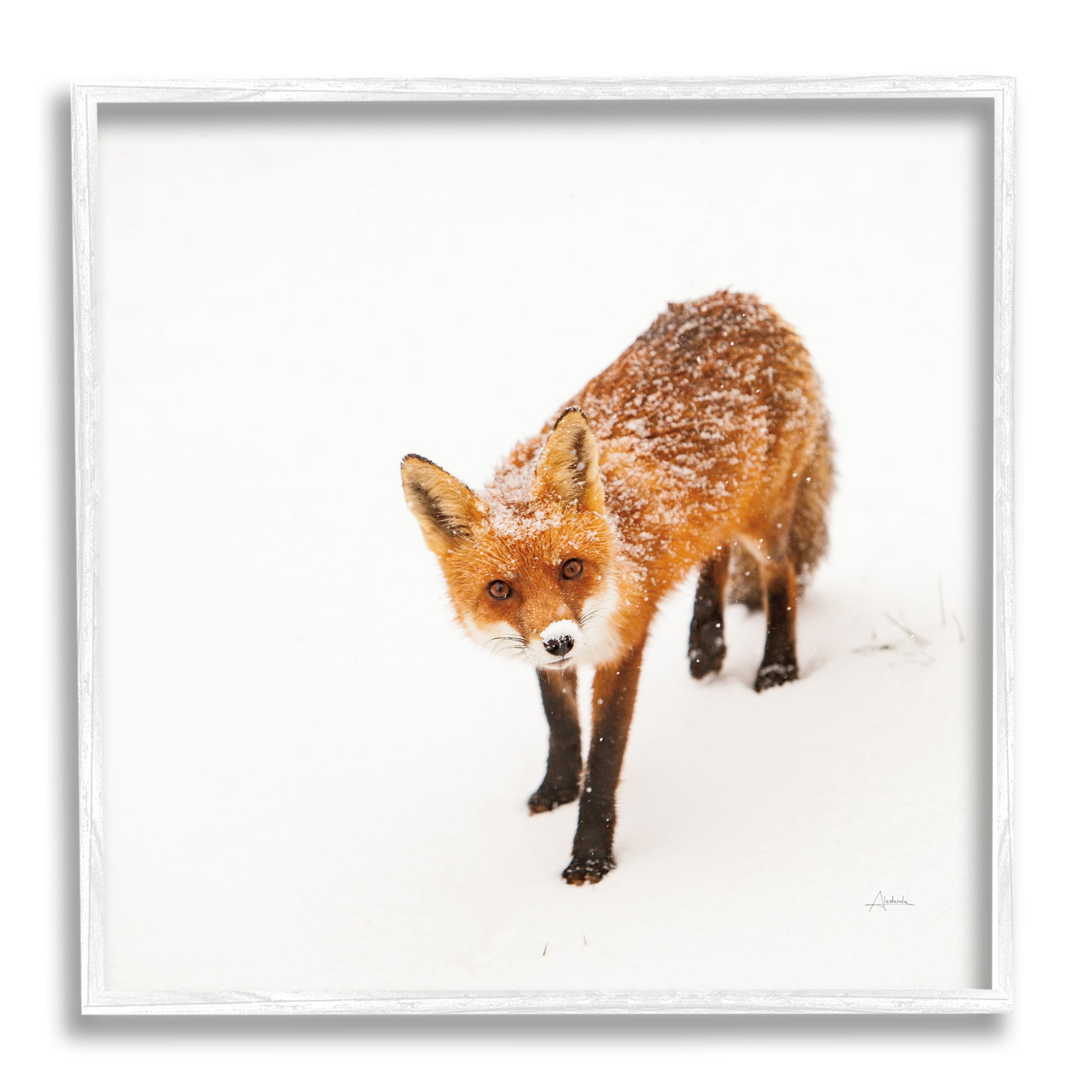 Stupell Industries Fox Stepping Snowy Landscape Animals & Insects Photography White Framed Art Print Wall Art, 24 x 24