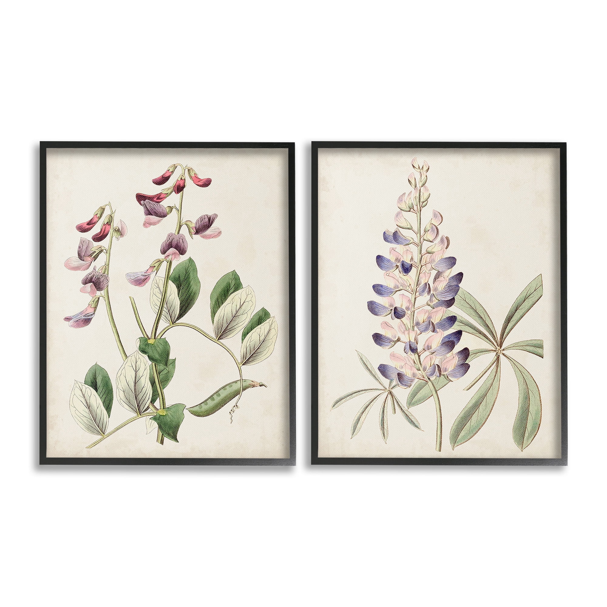 Stupell Industries Foxglove Latin Studies Botanical & Floral Painting Black Framed Art Print Wall Art, 11 x 14, Set of 2