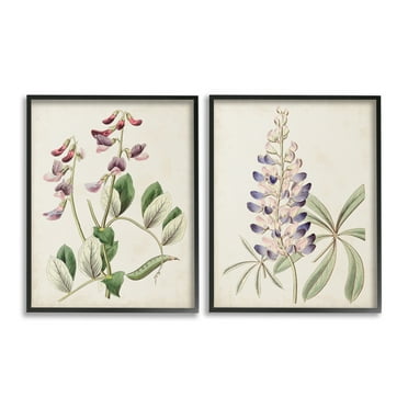 Stupell Industries Foxglove Latin Studies Botanical & Floral Painting Black Framed Art Print Wall Art, 11 x 14, Set of 2