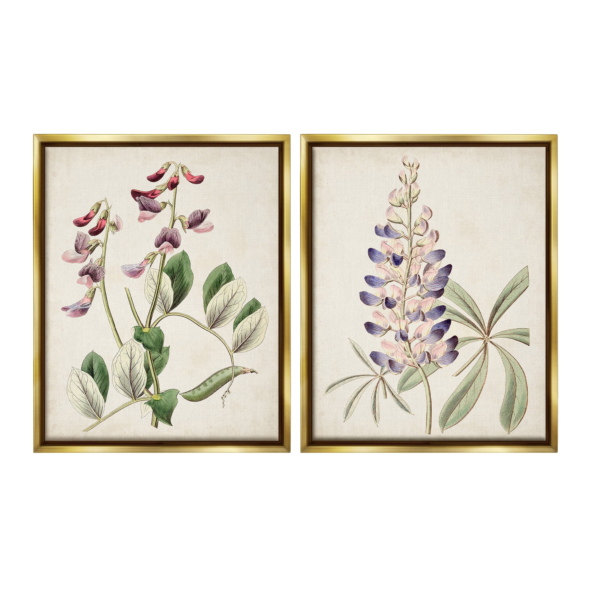 Stupell Industries Foxglove Latin Studies Botanical & Floral Painting Gold Floater Framed Canvas Art Print Wall Art, 25 x 31, Set of 2
