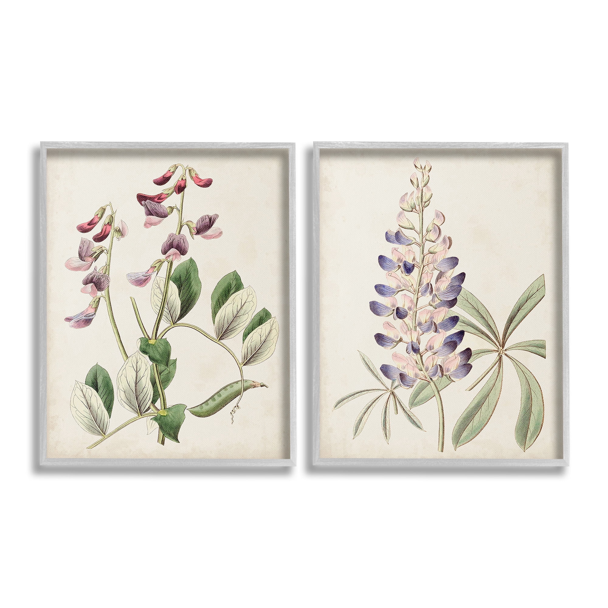 Stupell Industries Foxglove Latin Studies Botanical & Floral Painting Gray Framed Art Print Wall Art, 11 x 14, Set of 2