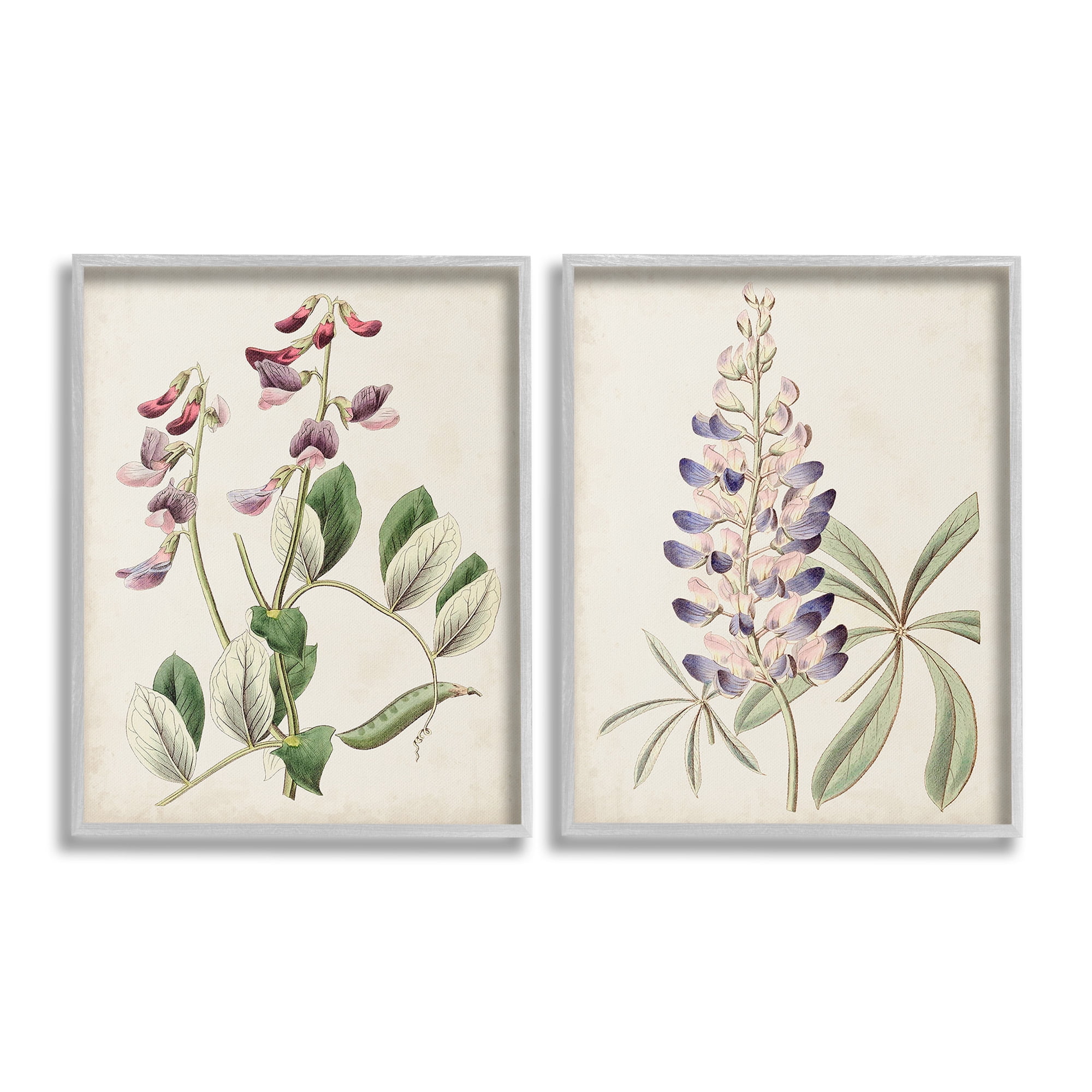 Stupell Industries Foxglove Latin Studies Botanical & Floral Painting Gray Framed Art Print Wall Art, 24 x 30, Set of 2