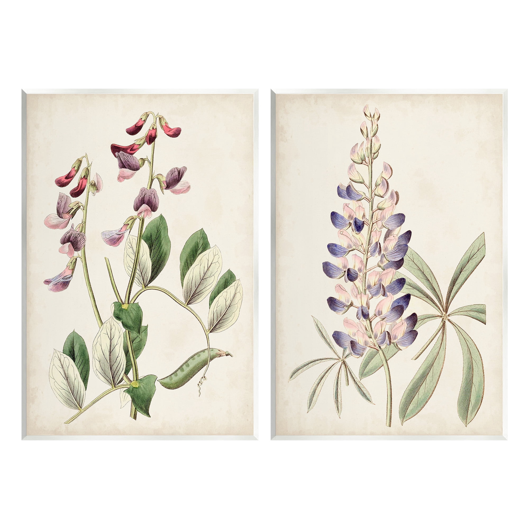 Stupell Industries Foxglove Latin Studies Botanical & Floral Painting Unframed Art Print Wall Art, 13 x 19, Set of 2