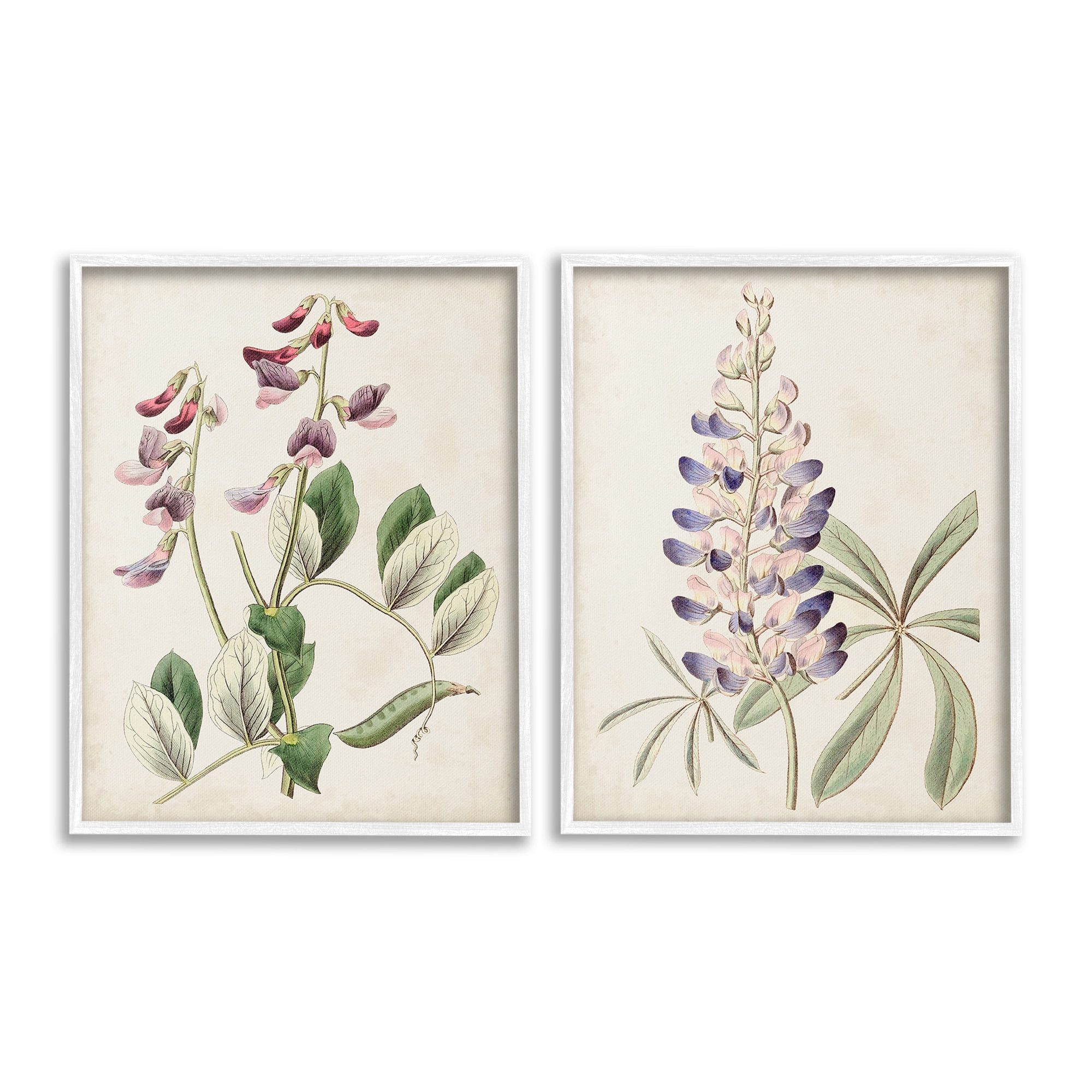 Stupell Industries Foxglove Latin Studies Botanical & Floral Painting White Framed Art Print Wall Art, 11 x 14, Set of 2