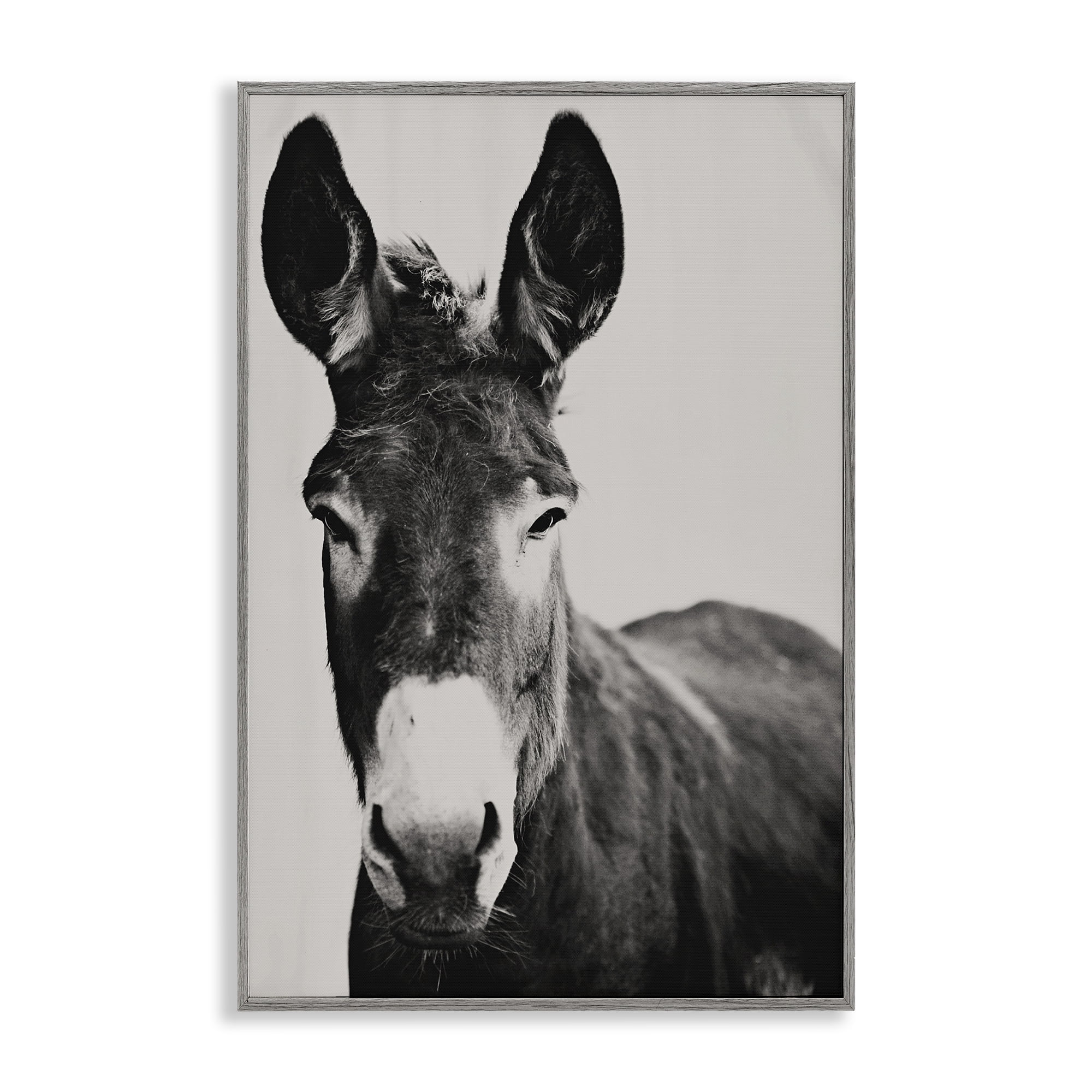 Stupell Industries Franz the Donkey Portrait Gray Framed Giclee Art, design by Amy Carroll