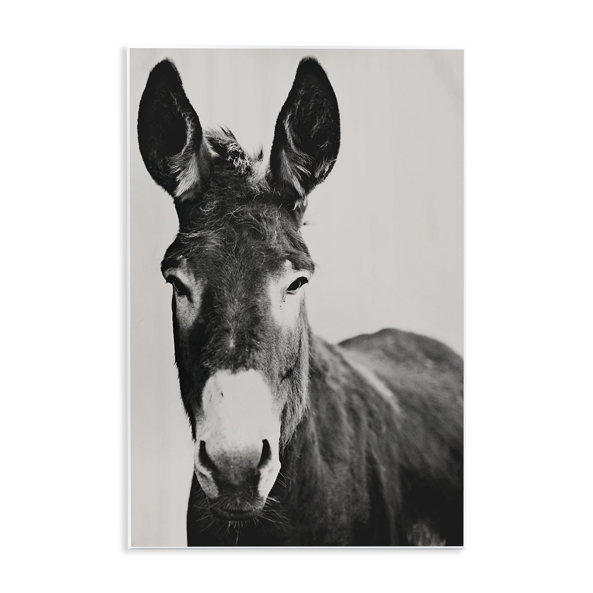 Stupell Industries Franz the Donkey Portrait Wall Plaque Art, design by Amy Carroll