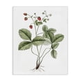 thumbnail image 1 of Stupell Industries French Country Budding Strawberries Study Canvas Art, 16 x 20, by Lettered and Lined, 1 of 8