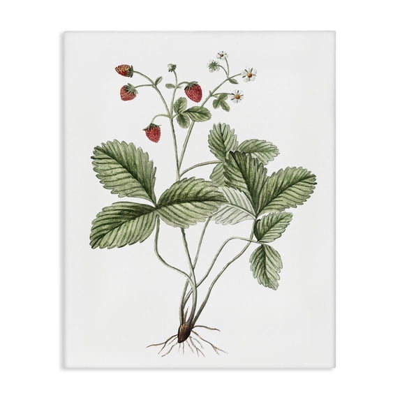 Stupell Industries French Country Budding Strawberries Study Canvas Art, 16 x 20, by Lettered and Lined