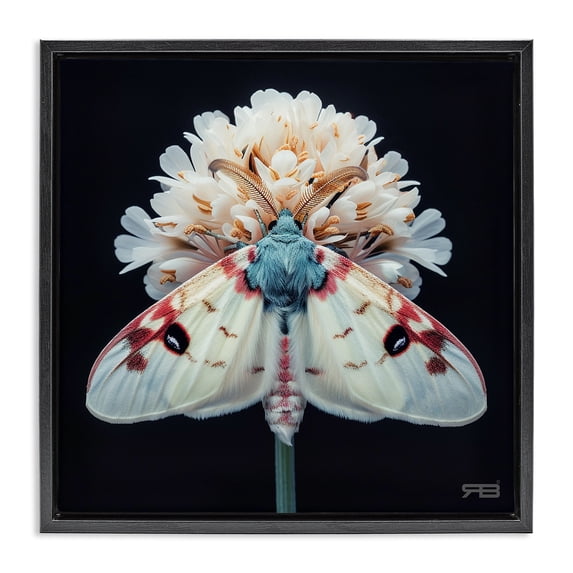 Stupell Industries French Country Moth & White Flowers Black Floating Frame Canvas Art, 18 x 18, by RB